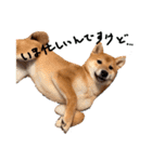 柴犬・幸 Sachi 2（個別スタンプ：1）