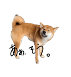 柴犬・幸 Sachi 2（個別スタンプ：2）