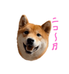 柴犬・幸 Sachi 2（個別スタンプ：4）