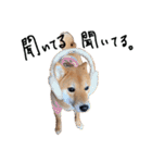 柴犬・幸 Sachi 2（個別スタンプ：8）
