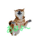柴犬・幸 Sachi 2（個別スタンプ：9）