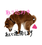 柴犬・幸 Sachi 2（個別スタンプ：10）