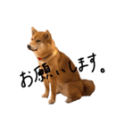 柴犬・幸 Sachi 2（個別スタンプ：11）