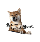 柴犬・幸 Sachi 2（個別スタンプ：12）