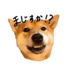 柴犬・幸 Sachi 2（個別スタンプ：13）