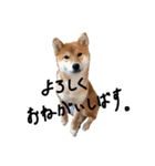 柴犬・幸 Sachi 2（個別スタンプ：15）