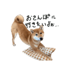 柴犬・幸 Sachi 2（個別スタンプ：16）