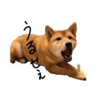 柴犬・幸 Sachi 2（個別スタンプ：20）