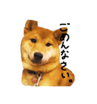 柴犬・幸 Sachi 2（個別スタンプ：21）