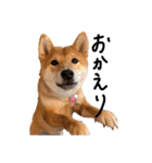 柴犬・幸 Sachi 2（個別スタンプ：22）