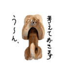 柴犬・幸 Sachi 2（個別スタンプ：24）