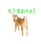 柴犬・幸 Sachi 2（個別スタンプ：27）