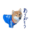 柴犬・幸 Sachi 2（個別スタンプ：28）