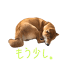 柴犬・幸 Sachi 2（個別スタンプ：29）