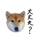 柴犬・幸 Sachi 2（個別スタンプ：30）