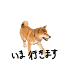 柴犬・幸 Sachi 2（個別スタンプ：31）