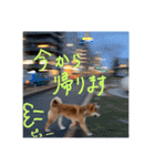 柴犬・幸 Sachi 2（個別スタンプ：32）