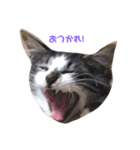 我が家はねこまみれ2（個別スタンプ：1）