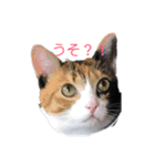 我が家はねこまみれ2（個別スタンプ：2）