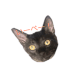 我が家はねこまみれ2（個別スタンプ：3）