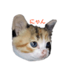 我が家はねこまみれ2（個別スタンプ：4）