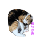 我が家はねこまみれ2（個別スタンプ：5）
