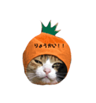 我が家はねこまみれ2（個別スタンプ：8）