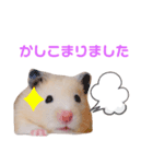 キンクマハムスターいなりと愉快な仲間たち（個別スタンプ：3）