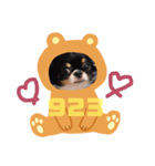 ちわわのまいにち2（個別スタンプ：3）