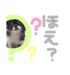 ちわわのまいにち2（個別スタンプ：4）