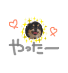 ちわわのまいにち2（個別スタンプ：5）