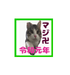 チロ助スタンプ11（個別スタンプ：1）
