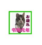 チロ助スタンプ11（個別スタンプ：4）