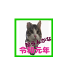 チロ助スタンプ11（個別スタンプ：5）