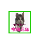チロ助スタンプ11（個別スタンプ：6）