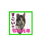 チロ助スタンプ11（個別スタンプ：7）