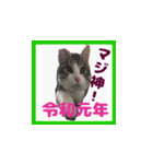 チロ助スタンプ11（個別スタンプ：8）