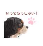 キャバリアのあずき（個別スタンプ：4）
