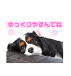 キャバリアのあずき（個別スタンプ：5）