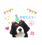 キャバリアのあずき（個別スタンプ：6）