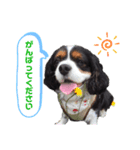 キャバリアのあずき（個別スタンプ：8）