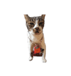 春吉 Age.21 猫の日常 Ⅱ（個別スタンプ：2）