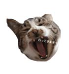 春吉 Age.21 猫の日常 Ⅱ（個別スタンプ：4）