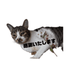 春吉 Age.21 猫の日常 Ⅱ（個別スタンプ：5）