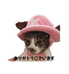 春吉 Age.21 猫の日常 Ⅱ（個別スタンプ：7）
