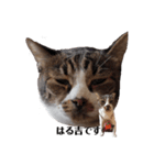 春吉 Age.21 猫の日常 Ⅱ（個別スタンプ：8）