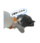 すにすに（個別スタンプ：3）