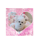 ♪トイプードルのリリーです♪4（個別スタンプ：2）