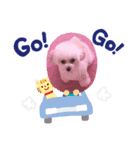 ♪トイプードルのリリーです♪4（個別スタンプ：3）