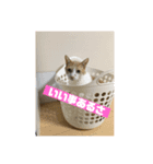 毎日賑やか猫族（個別スタンプ：1）
